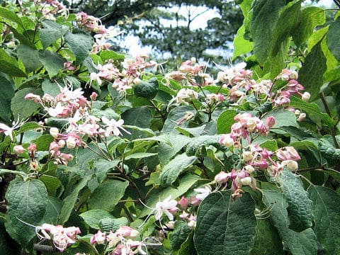 Clerodendron trichotomum
