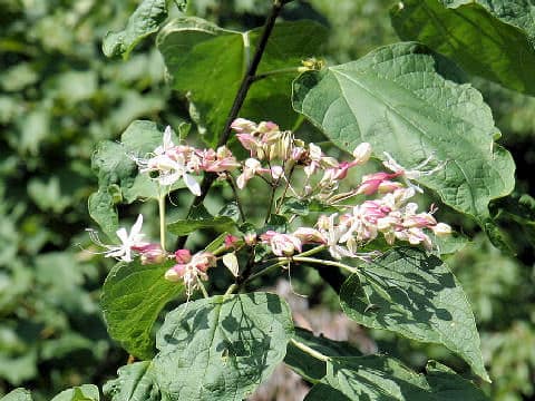Clerodendron trichotomum