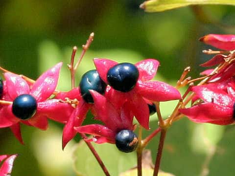 Clerodendron trichotomum