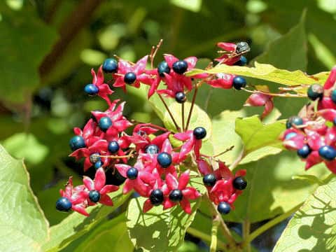 Clerodendron trichotomum