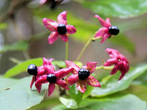 Clerodendron trichotomum