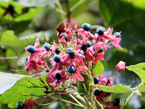 Clerodendron trichotomum