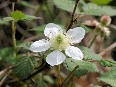 Rubus hirsutus