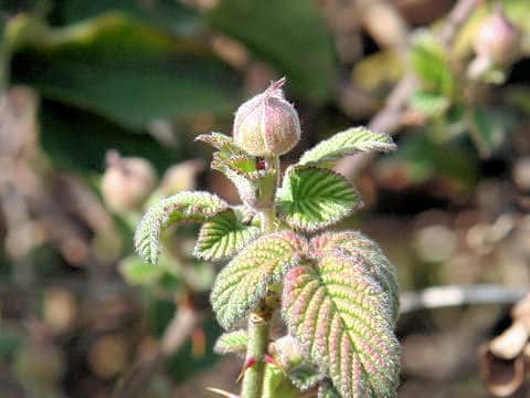 Rubus hirsutus