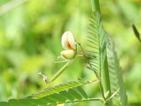Aeschynomene indica