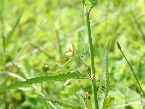 Aeschynomene indica