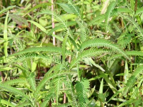 Aeschynomene indica