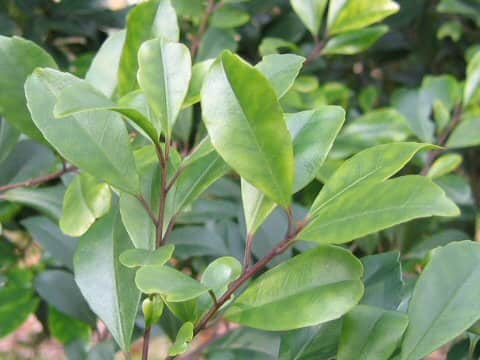 Ilex sugerokii