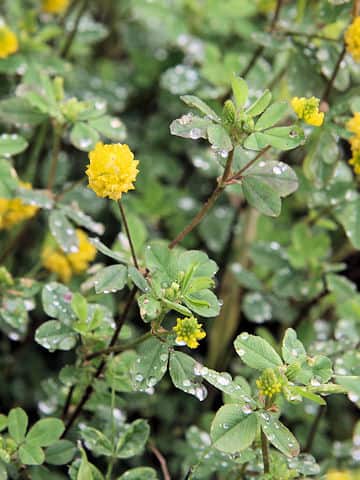 Trifolium campestre