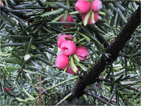 Taxus cuspidata var. nana