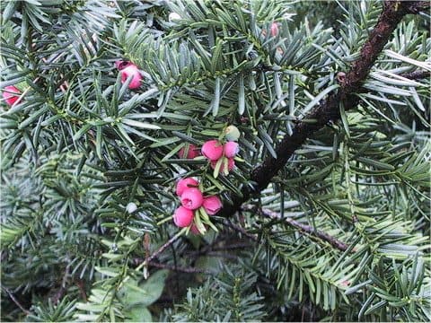 Taxus cuspidata var. nana