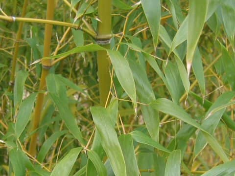 Phyllostachys flexuosa