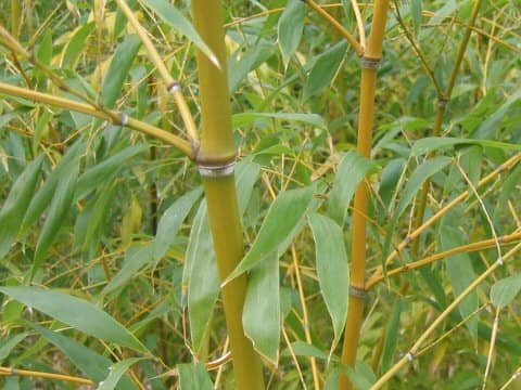 Phyllostachys flexuosa