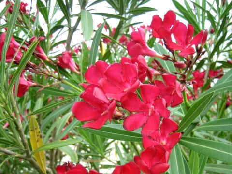 Nerium indicum