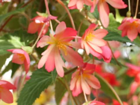 Begonia tuberhybrida