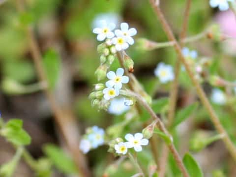 Trigonotis peduncularis