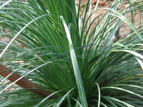 Xanthorrhoea arborea