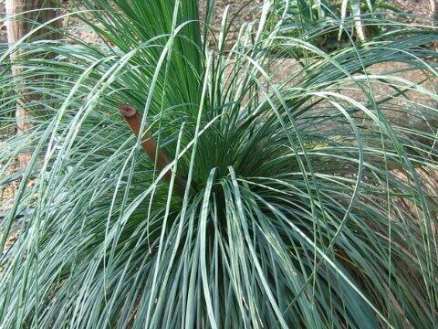Xanthorrhoea arborea