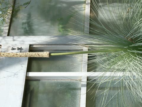 Xanthorrhoea australis