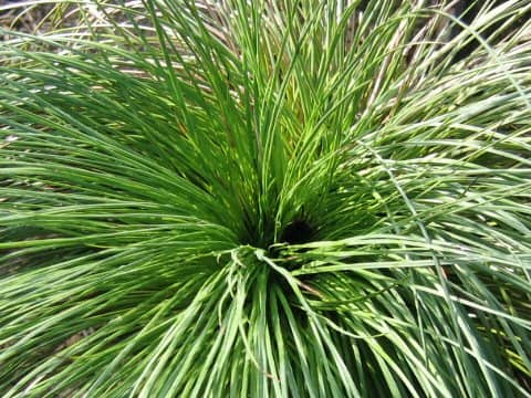 Xanthorrhoea australis
