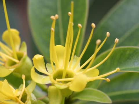 Xanthostemon chrysanthus