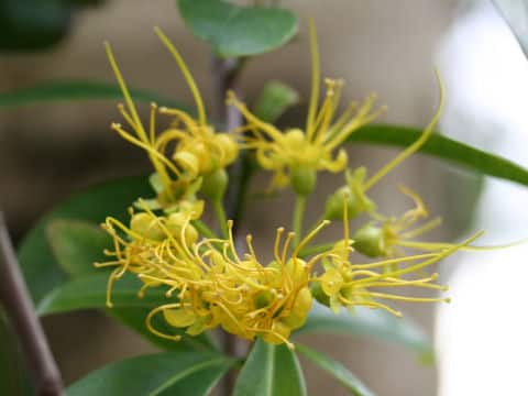 Xanthostemon chrysanthus
