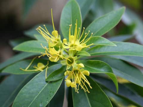 Xanthostemon chrysanthus