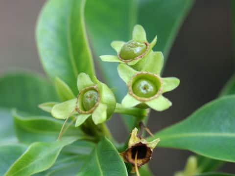 Xanthostemon chrysanthus