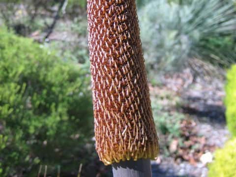 Xanthorrhoea sp.