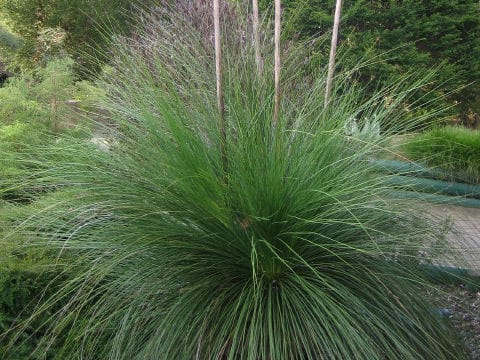 Xanthorrhoea sp.