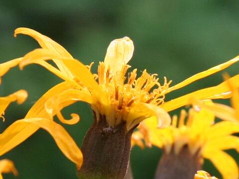 Ligularia dentata