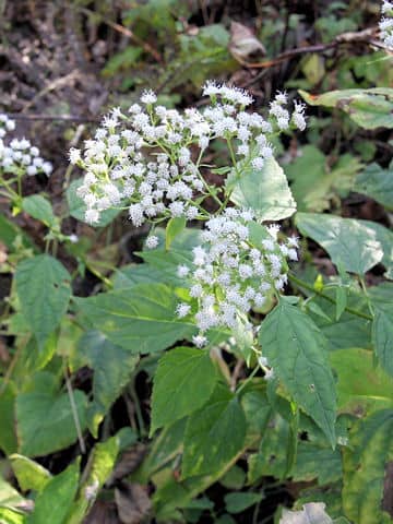 Eupatorium rugosum
