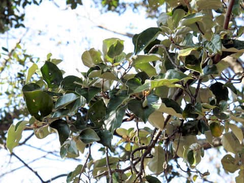 Elaeagnus macrophylla