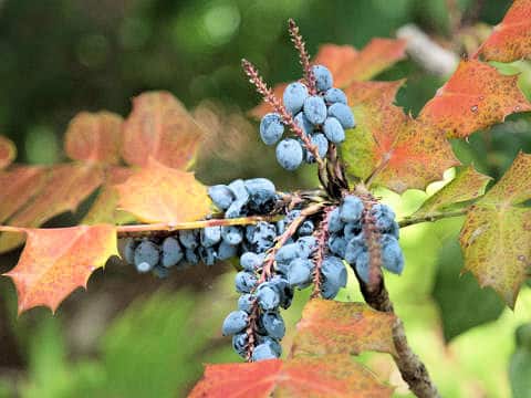 Mahonia bealei