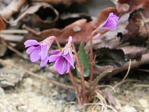 Viola violacea var. makinoi