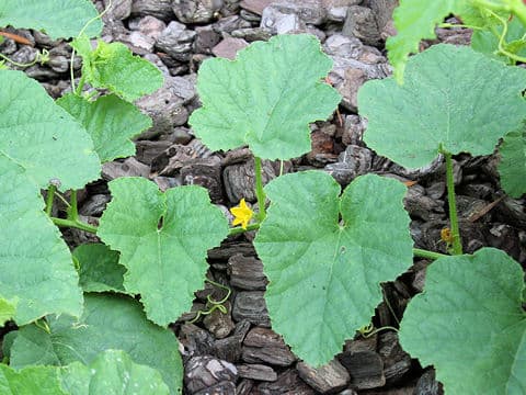 Cucumis melo var. makuwa