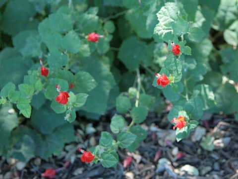Malvaviscus arboreus var. drummondii