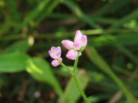 Persicaria senticosa