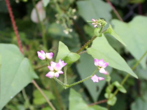 Persicaria senticosa