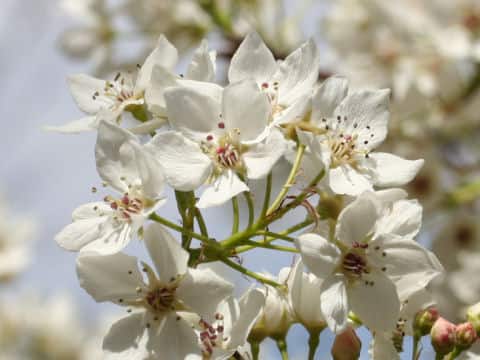 Pyrus calleryansa