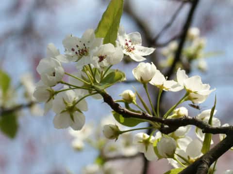 Pyrus calleryansa