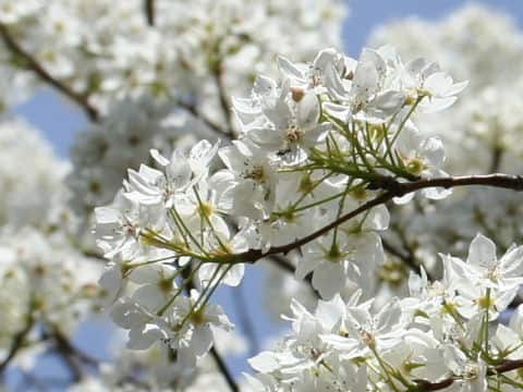 Pyrus calleryansa