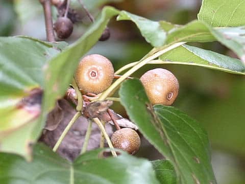 Pyrus calleryansa