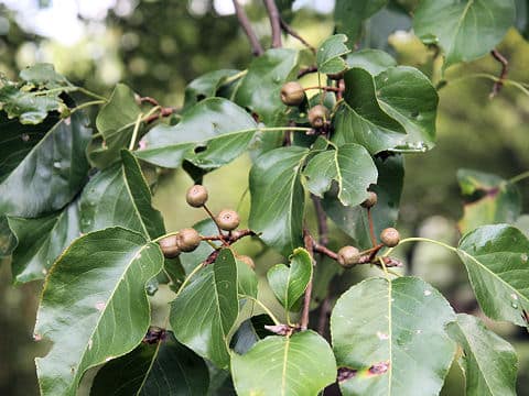 Pyrus calleryansa
