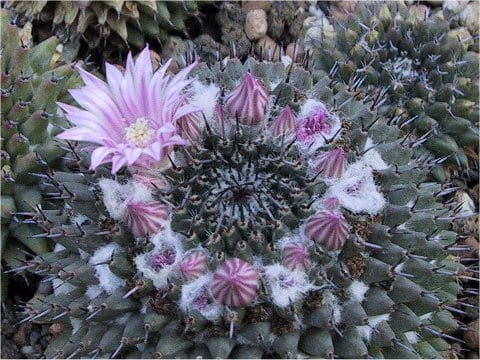 Mammillaria sempervivi