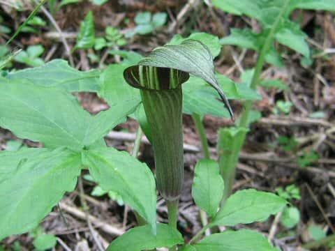 Arisaema serratu