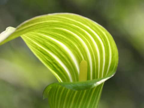 Arisaema serratu