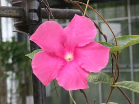 Mandevilla x amoena cv. Alice du Pont