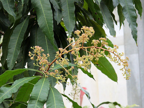 Mangifera indica