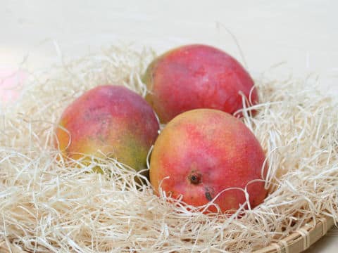Mangifera indica